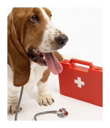 Dog with Pet First Aid kit: Pet First Aid Certificate Course for Cats and Dogs in Toronto, Ontario, Canada.  Learn First Aid for Pets as a Pet Owner or Pet Care Professional